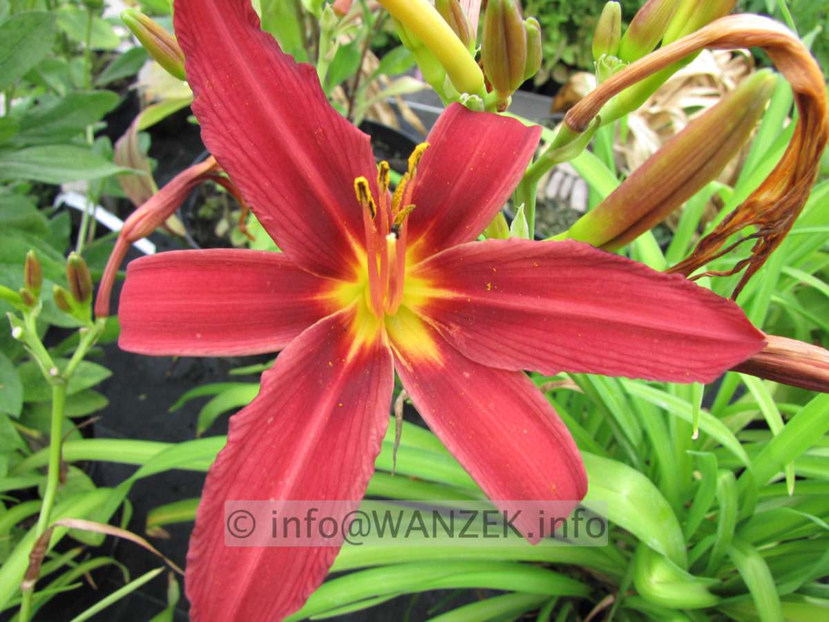 Hemerocallis Fire Byrt 1.JPG